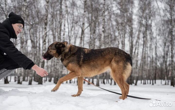 Конфетка ждет любящую семью