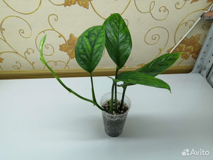 Комнатные Растения MIX