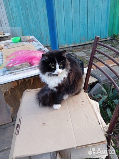 Кот Кузя