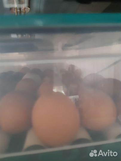 Инкубационое яйцо кур родонитки