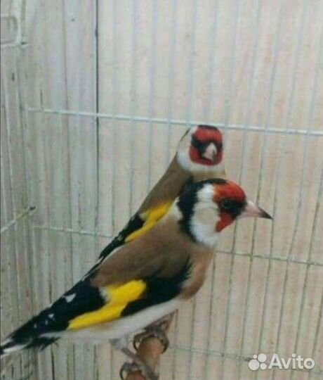 Птица щегол