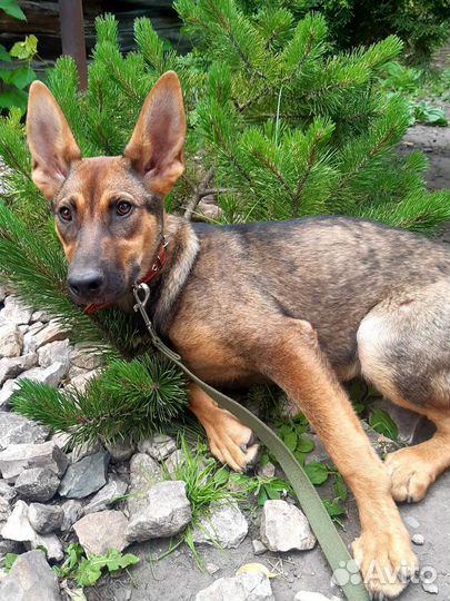 Собака в добрые руки отдам бесплатно