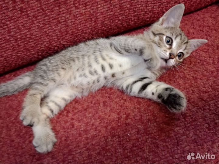 Котята бесплатно