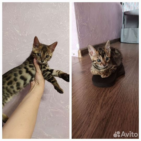 Бенгальские очаровашки