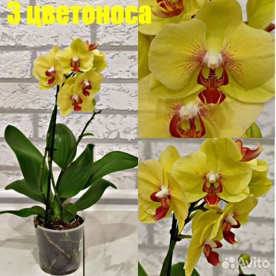 Новый сорт.Орхидея желтая