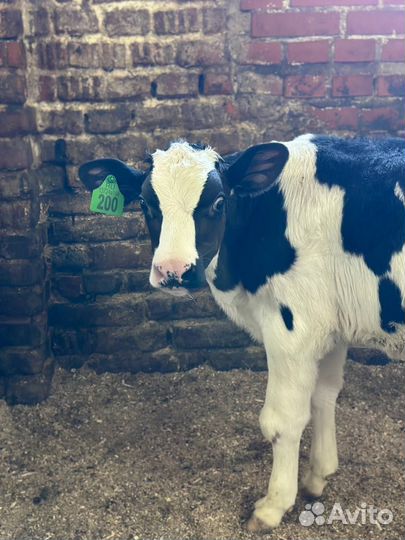 Бычки и телята