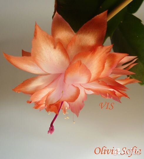 Декабрист шлюмбергера махрового сорта Olivia Sofia