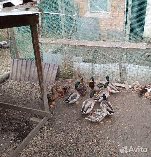 Подсадные утки