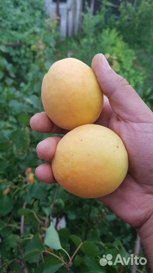 Саженцы персика, абрикоса, нектарина