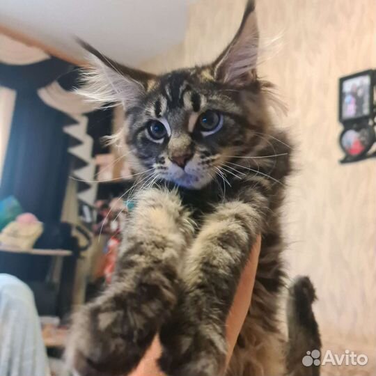 Котята мейн-кун