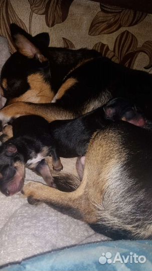 Той-терьер щенки