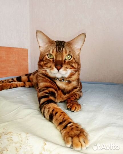 Бенгальская