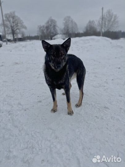 Собака в добрые руки