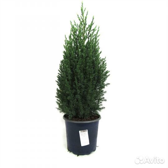 Туя смарагд