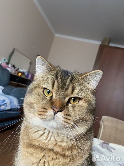 Британский кот на вязку