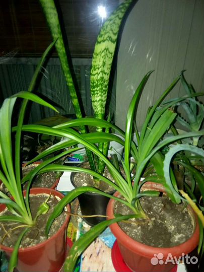 Комнатные цветы