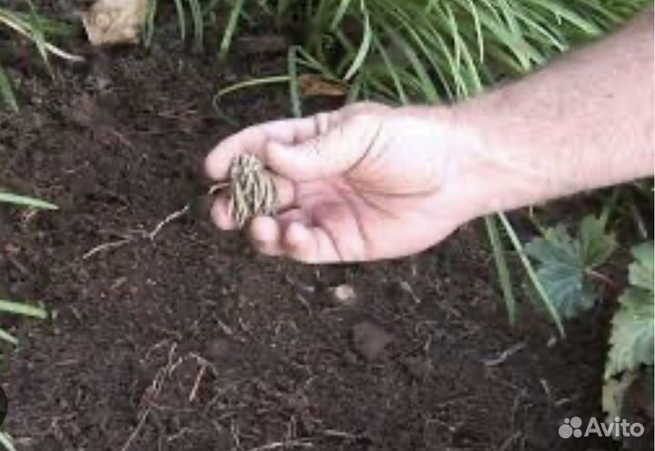 Лилия Ранункулюс