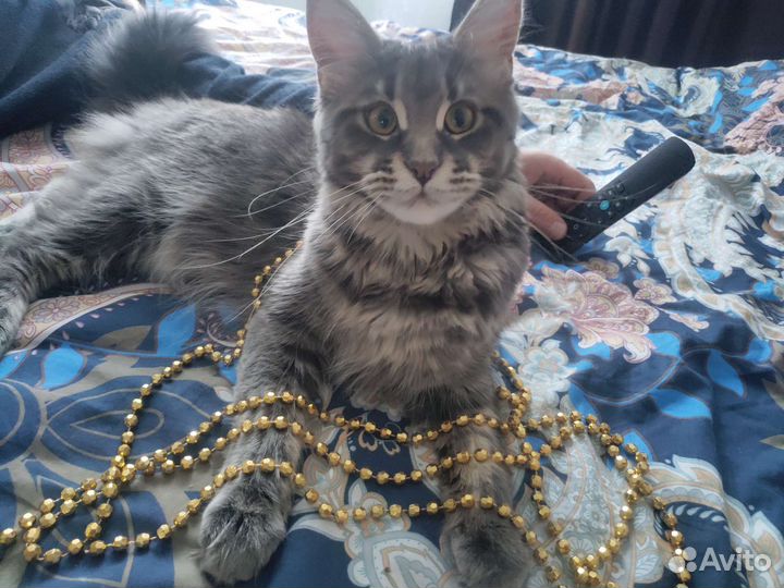 Котята мейн-кун
