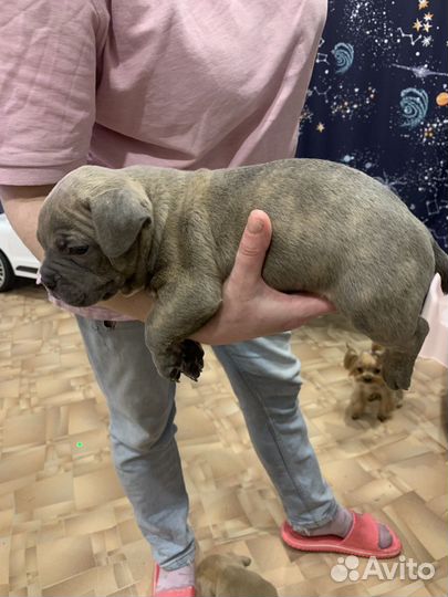 Американский булли щенки