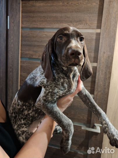 Щенок курцхаара