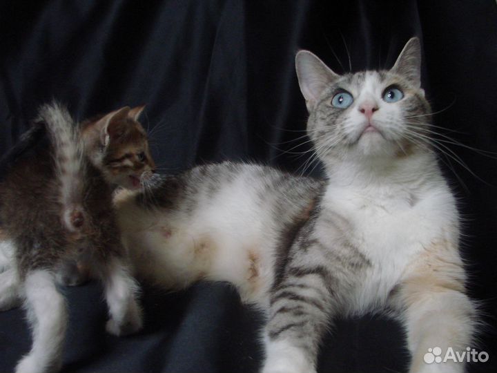 Алтайская голубоглазка ф1 с Мейн-кун