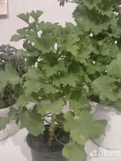 Пеларгония герань