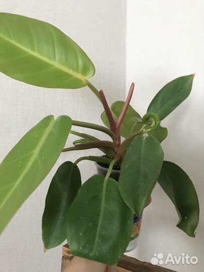 Филодендроны