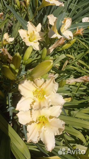 Лилейник (кустами)