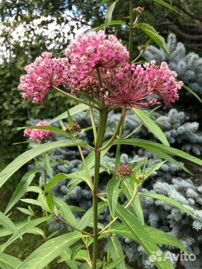 Ваточник мясо-красный или инкарнатный