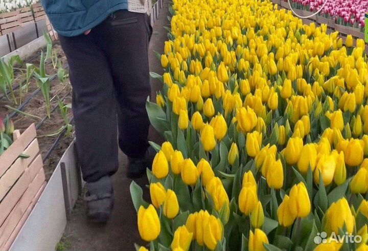 Тюльпаны оптом