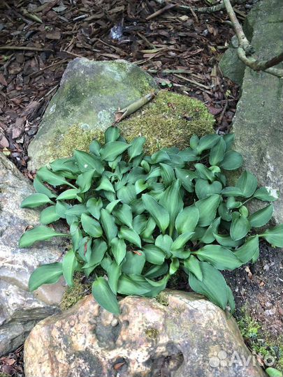 Хоста миниатюрная