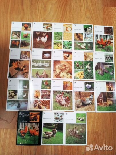 Разведение птицы, кроликов и нутрий