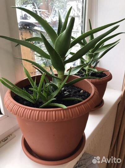 Алое вера лечебный