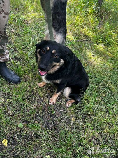 Ласковые щенульки