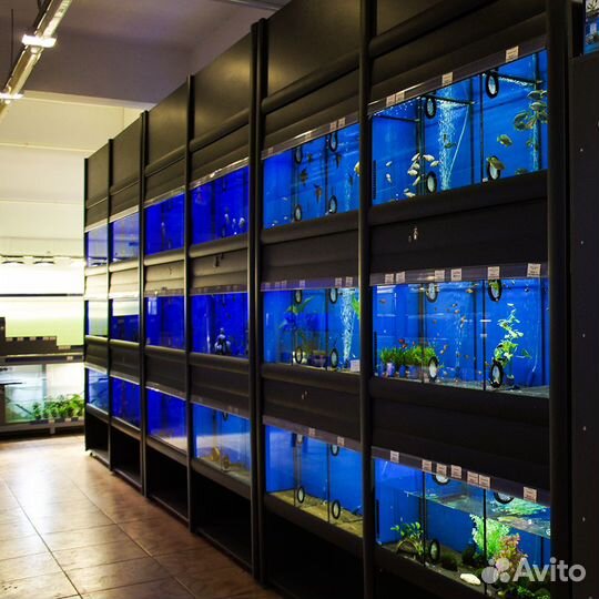 Аквариумные рыбки и растения