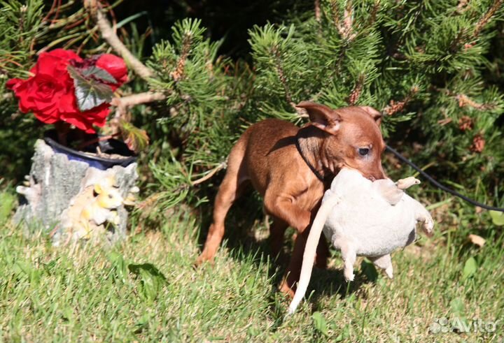 Щенки цвергпинчера