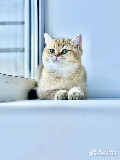 Золотая британская шиншилла ny11