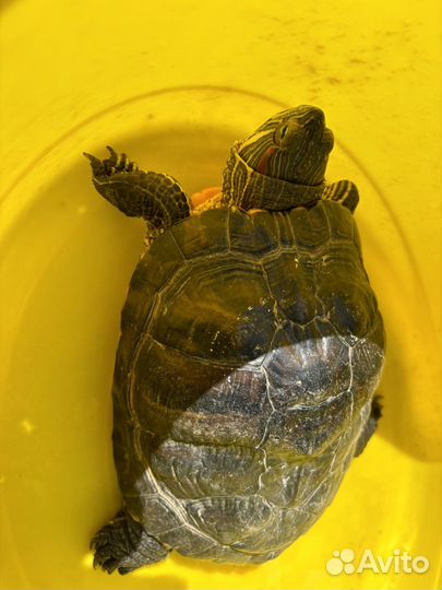 Черепаха