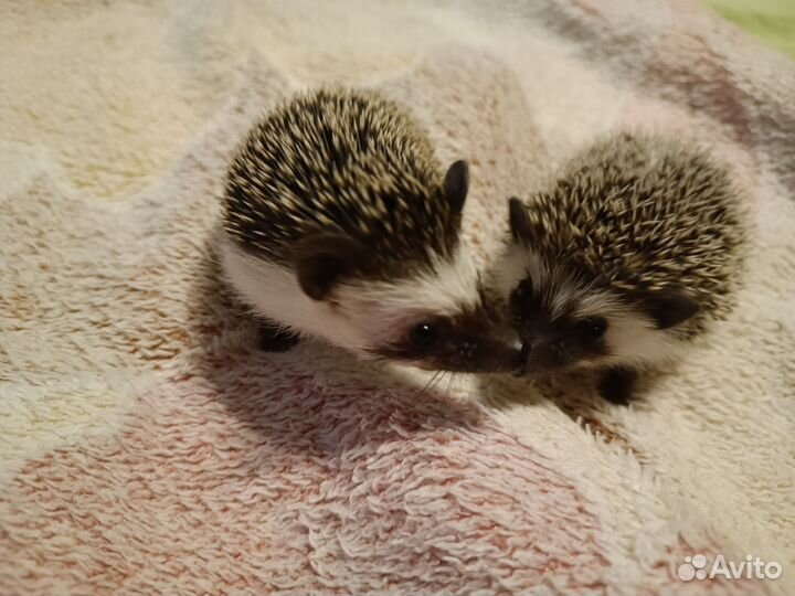 Карликовый африканский ежик