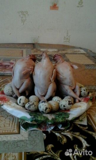 Тушки перепелов, цыплята корнишоны, бройлеры, утки