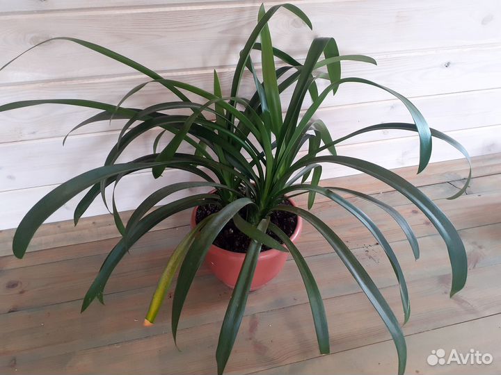 Кливия Церопегия Аспарагус