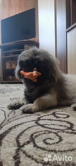 Вязка пекинес