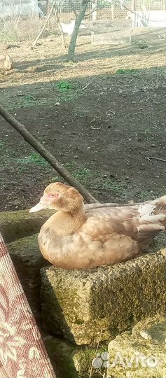 Мускусные утки