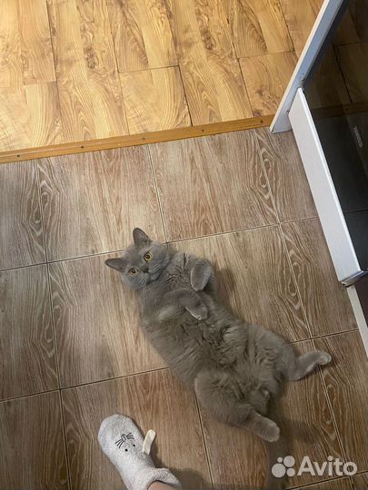 Отдам котика в добрые руки