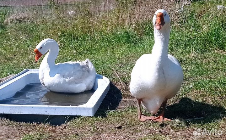 Цыплята, гусята