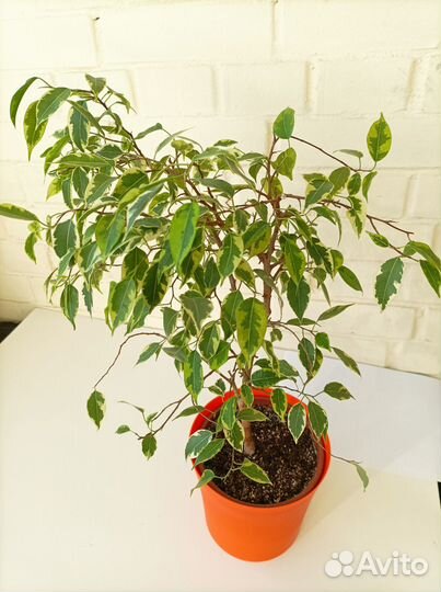 Фикус бенджамина пестролистный