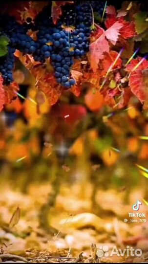 Изабелла виноград