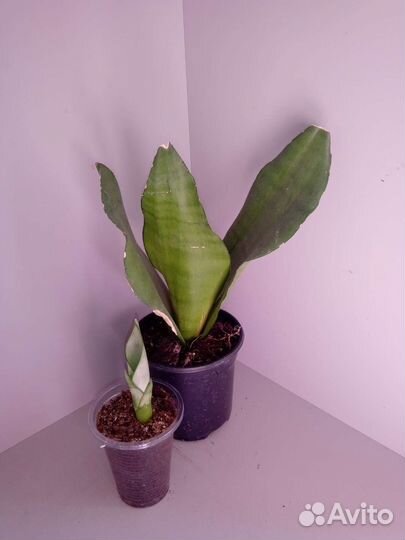 Сансы разные