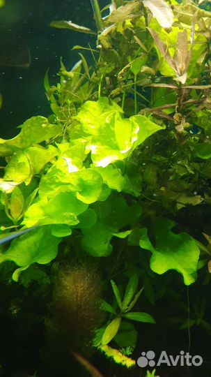 Аквариумные растения