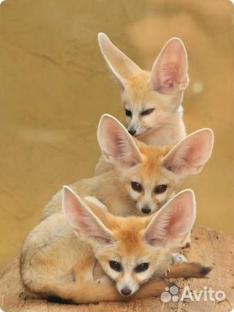 Монета Фенек Лисица серебро Нигер 2013г футляр